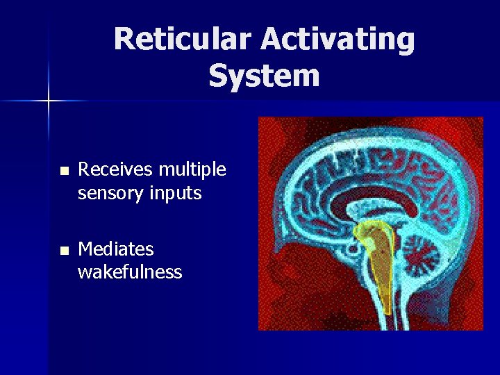 Reticular Activating System n Receives multiple sensory inputs n Mediates wakefulness 