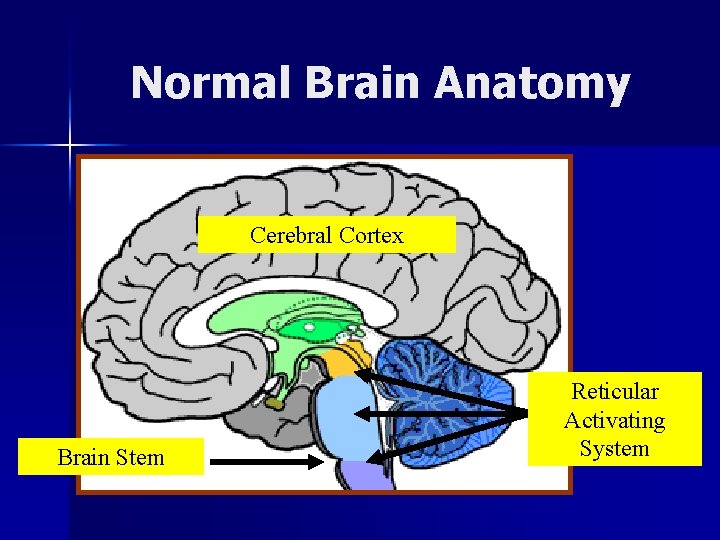 Normal Brain Anatomy Cerebral Cortex Brain Stem Reticular Activating System 