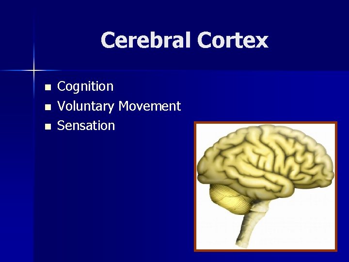 Cerebral Cortex n n n Cognition Voluntary Movement Sensation 