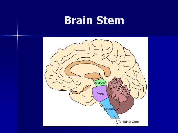 Brain Stem 