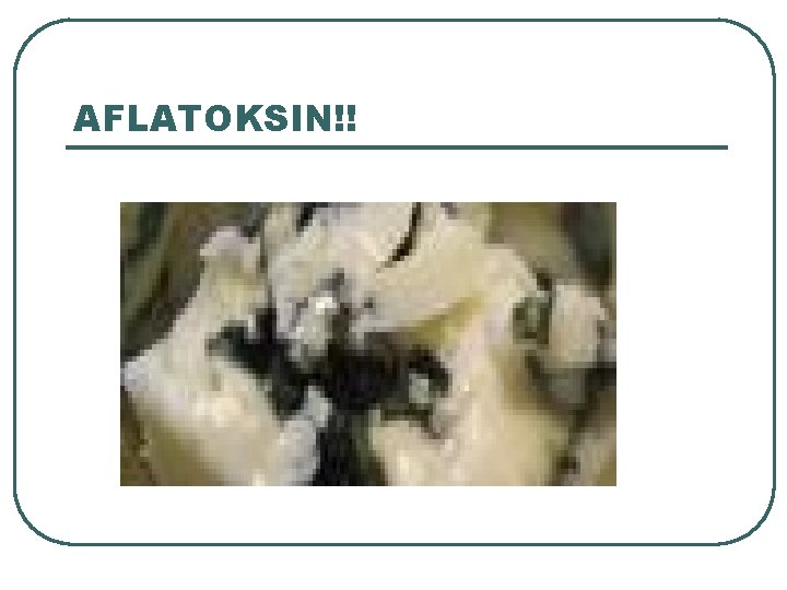 AFLATOKSIN!! AFLATOKSIN!!