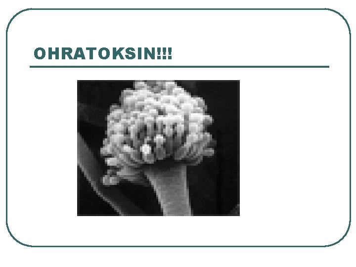 OHRATOKSIN!!! OHRATOKSIN!!!