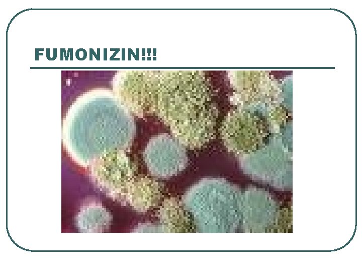 FUMONIZIN!!! FUMONIZIN!!!