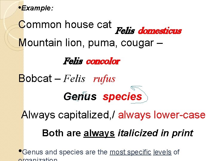  • Example: Common house cat – Felis domesticus Mountain lion, puma, cougar –