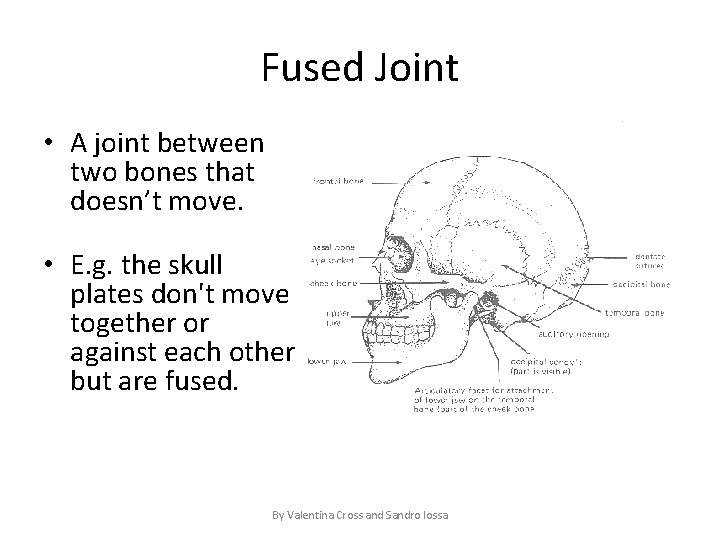 Fused Joint • A joint between two bones that doesn’t move. • E. g.