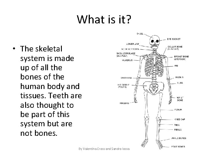 What is it? • The skeletal system is made up of all the bones