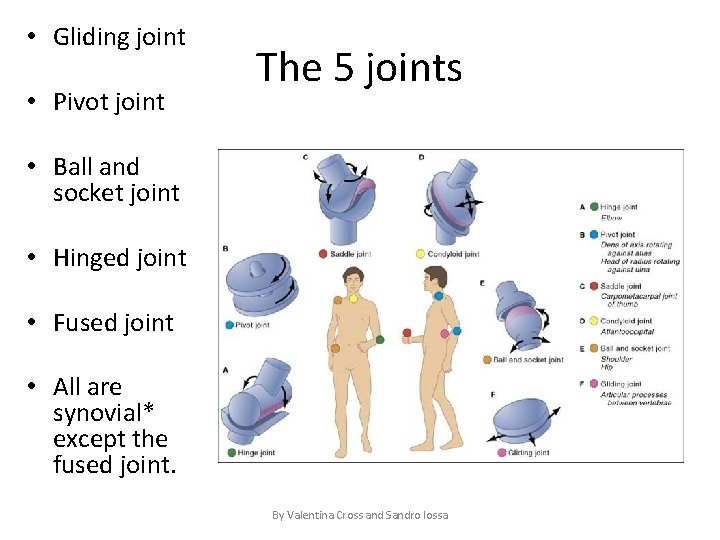  • Gliding joint • Pivot joint The 5 joints • Ball and socket
