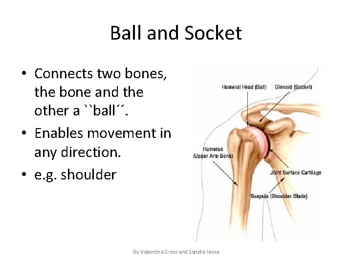 Ball and Socket • Connects two bones, the bone and the other a ``ball´´.
