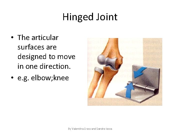 Hinged Joint • The articular surfaces are designed to move in one direction. •