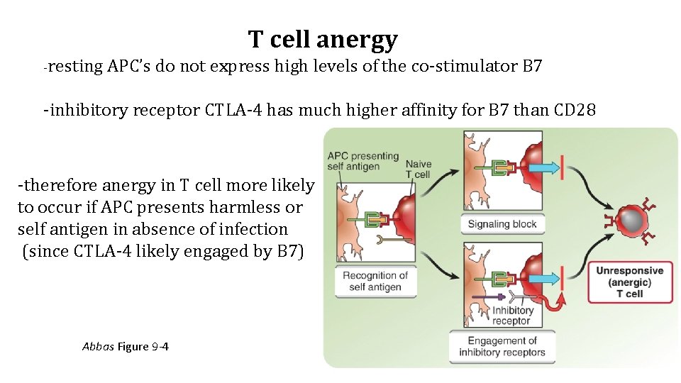 T cell anergy -resting APC’s do not express high levels of the co-stimulator B