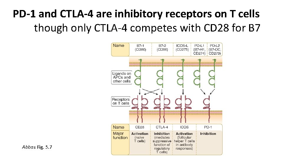 PD-1 and CTLA-4 are inhibitory receptors on T cells though only CTLA-4 competes with