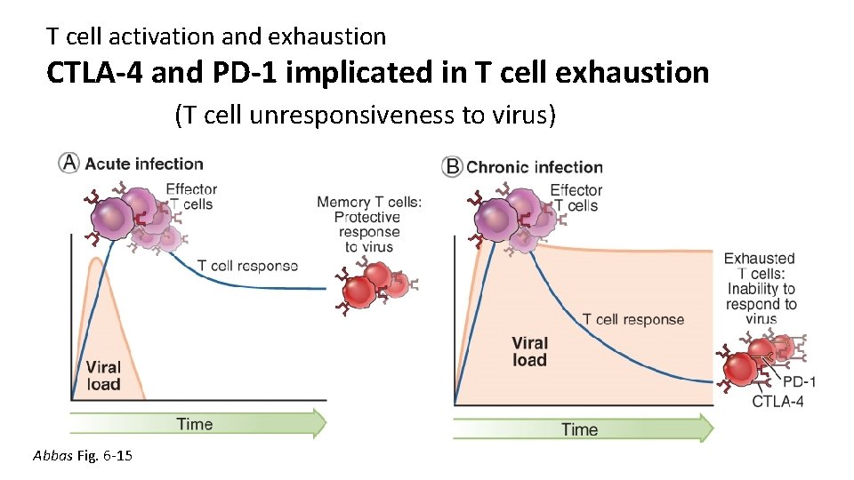 T cell activation and exhaustion CTLA-4 and PD-1 implicated in T cell exhaustion (T