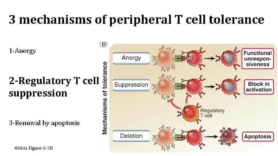 3 mechanisms of peripheral T cell tolerance 1 -Anergy 2 -Regulatory T cell suppression