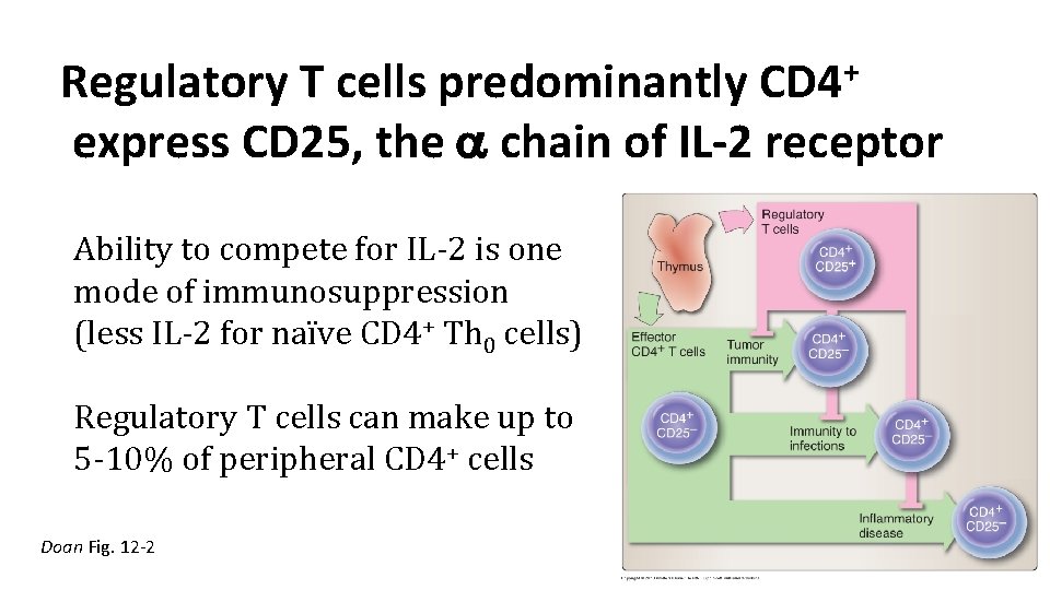 + CD 4 Regulatory T cells predominantly express CD 25, the chain of IL-2