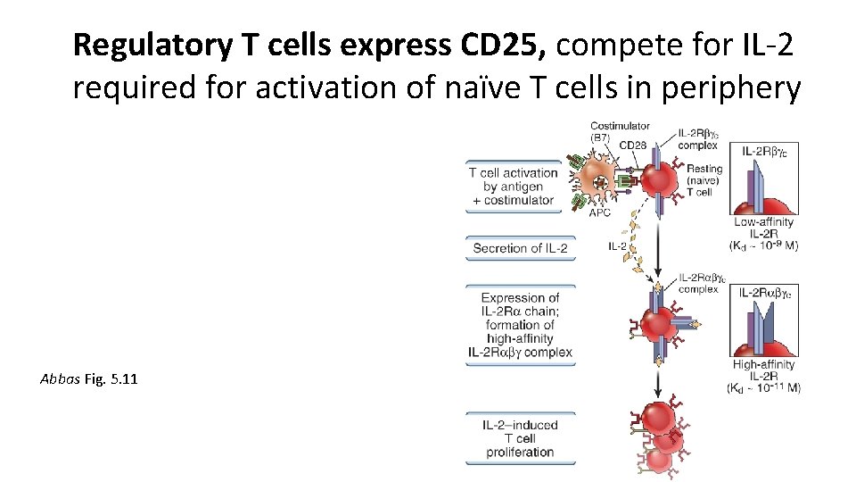 Regulatory T cells express CD 25, compete for IL-2 required for activation of naïve