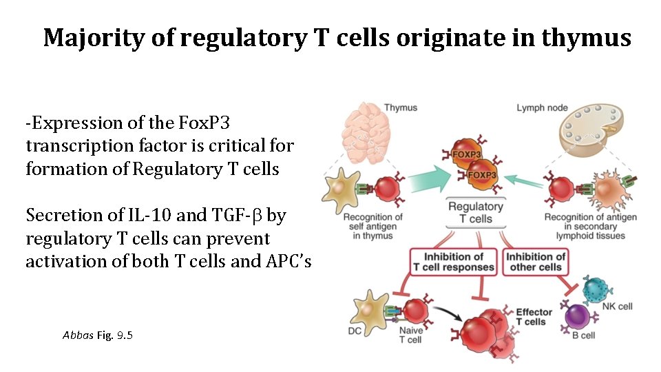 Majority of regulatory T cells originate in thymus -Expression of the Fox. P 3