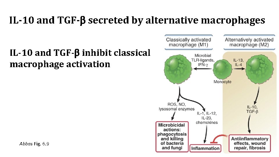 IL-10 and TGF- secreted by alternative macrophages IL-10 and TGF- inhibit classical macrophage activation