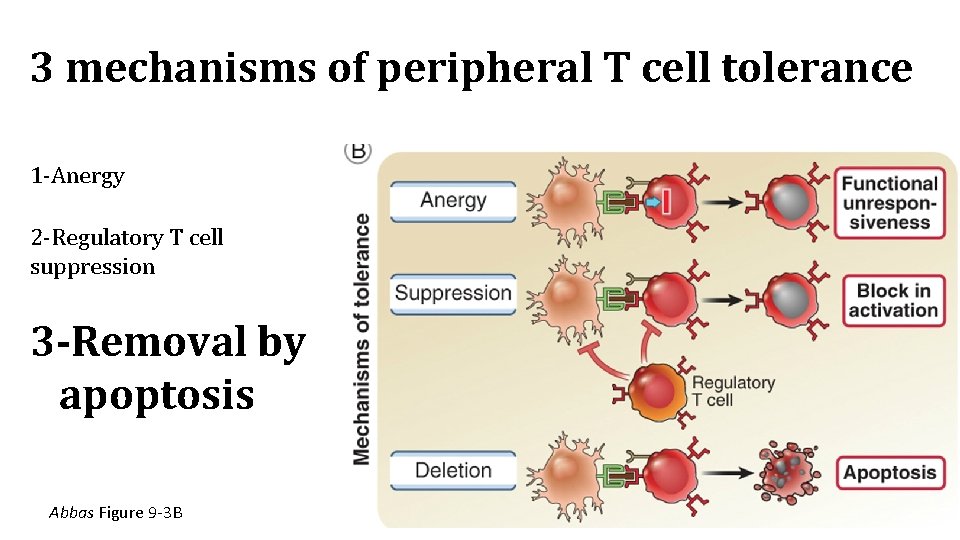 3 mechanisms of peripheral T cell tolerance 1 -Anergy 2 -Regulatory T cell suppression