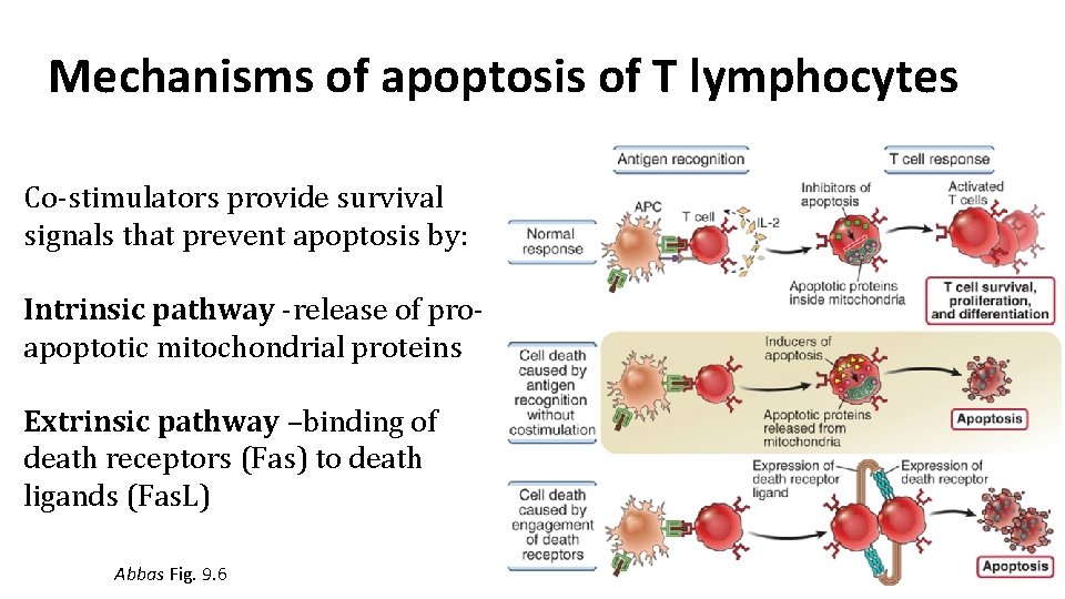 Mechanisms of apoptosis of T lymphocytes Co-stimulators provide survival signals that prevent apoptosis by: