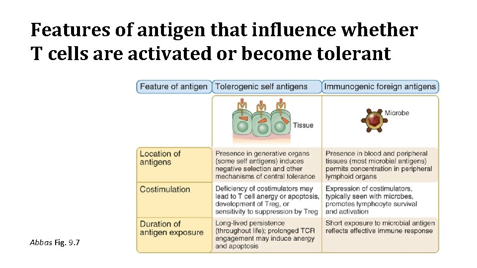 Features of antigen that influence whether T cells are activated or become tolerant Abbas