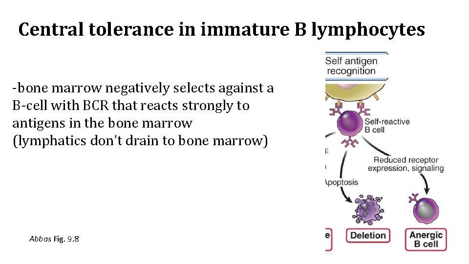 Central tolerance in immature B lymphocytes -bone marrow negatively selects against a B-cell with