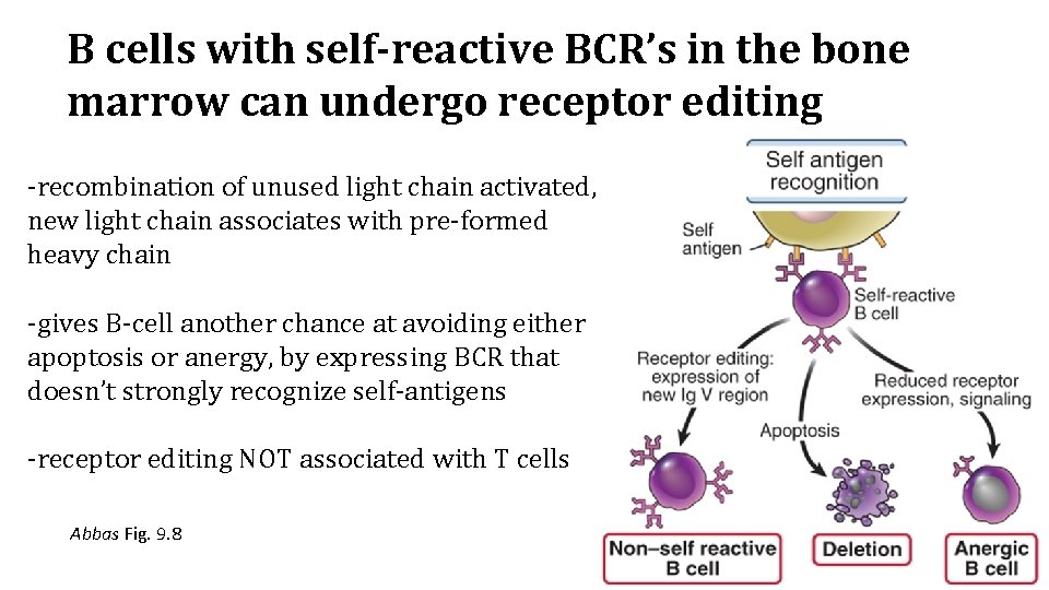 B cells with self-reactive BCR’s in the bone marrow can undergo receptor editing -recombination