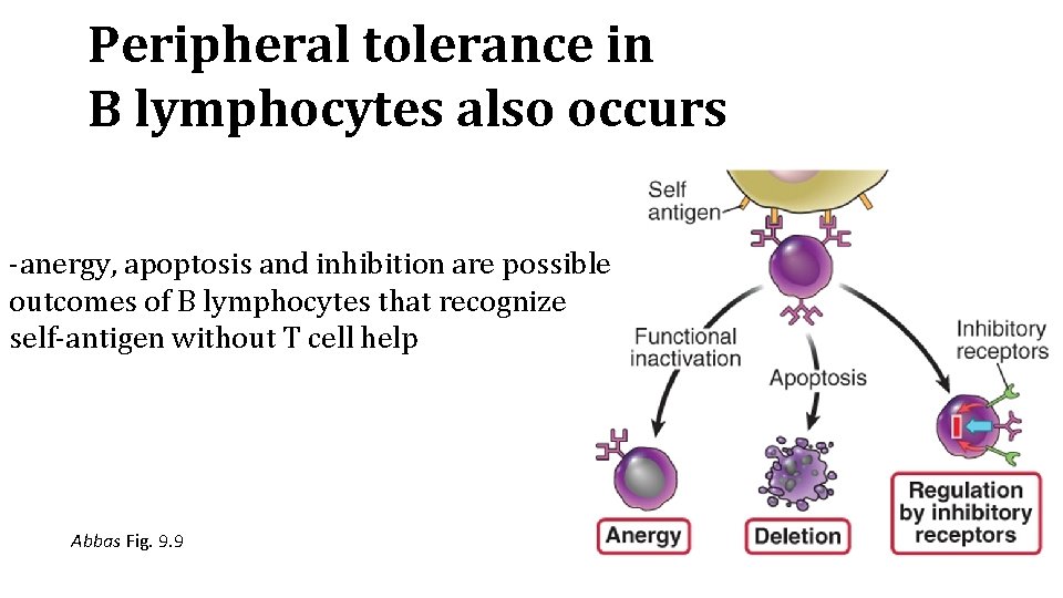 Peripheral tolerance in B lymphocytes also occurs -anergy, apoptosis and inhibition are possible outcomes