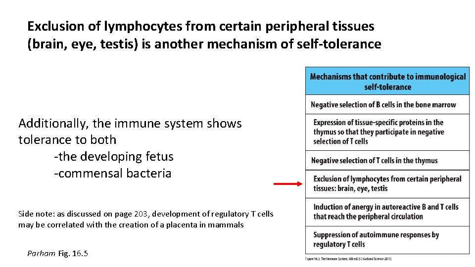 Exclusion of lymphocytes from certain peripheral tissues (brain, eye, testis) is another mechanism of
