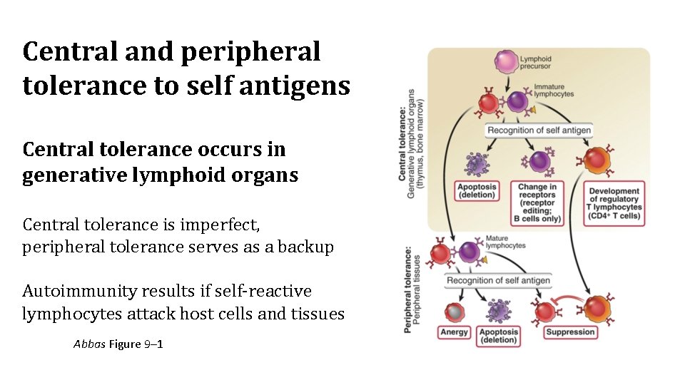 Central and peripheral tolerance to self antigens Central tolerance occurs in generative lymphoid organs