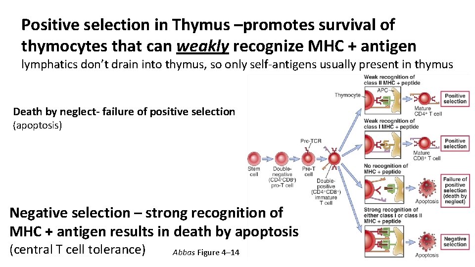 Positive selection in Thymus –promotes survival of thymocytes that can weakly recognize MHC +