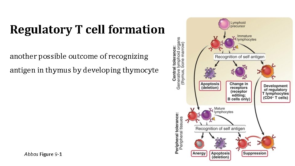 Regulatory T cell formation another possible outcome of recognizing antigen in thymus by developing