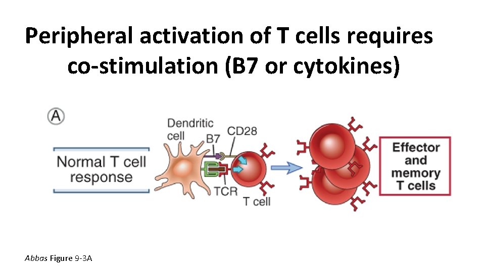 Peripheral activation of T cells requires co-stimulation (B 7 or cytokines) Abbas Figure 9