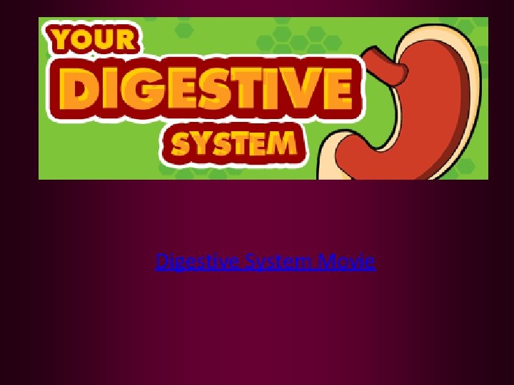 Digestive System Movie 