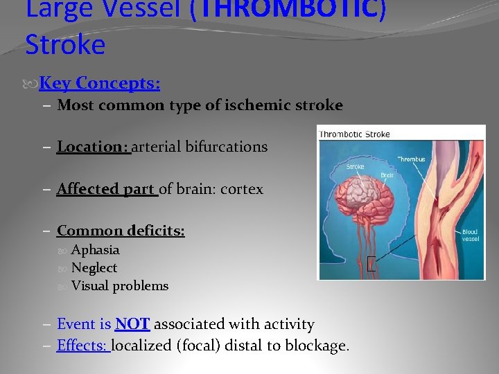 Large Vessel (THROMBOTIC) Stroke Key Concepts: – Most common type of ischemic stroke –