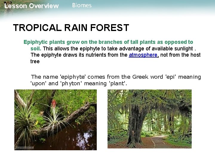 Lesson Overview Biomes TROPICAL RAIN FOREST Epiphytic plants grow on the branches of tall