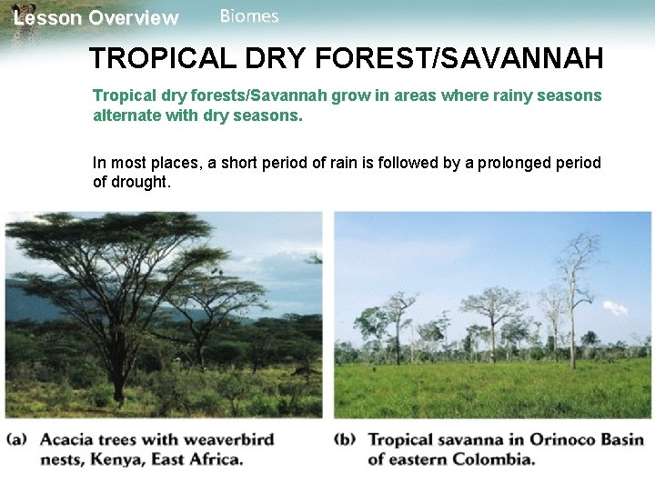 Lesson Overview Biomes TROPICAL DRY FOREST/SAVANNAH Tropical dry forests/Savannah grow in areas where rainy