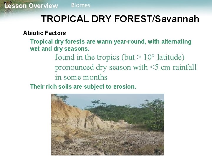 Lesson Overview Biomes TROPICAL DRY FOREST/Savannah Abiotic Factors Tropical dry forests are warm year-round,