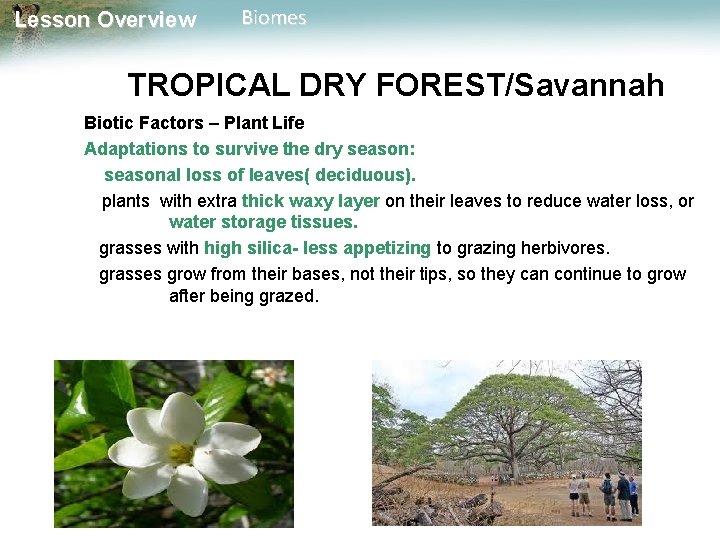 Lesson Overview Biomes TROPICAL DRY FOREST/Savannah Biotic Factors – Plant Life Adaptations to survive