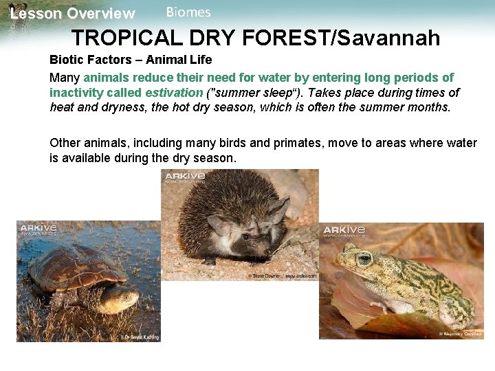Lesson Overview Biomes TROPICAL DRY FOREST/Savannah Biotic Factors – Animal Life Many animals reduce