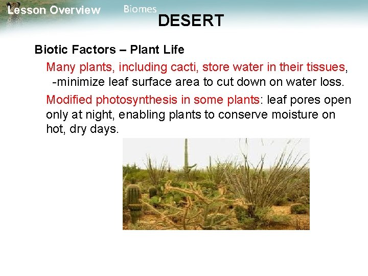 Lesson Overview Biomes DESERT Biotic Factors – Plant Life Many plants, including cacti, store