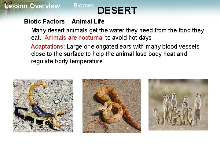 Lesson Overview Biomes DESERT Biotic Factors – Animal Life Many desert animals get the
