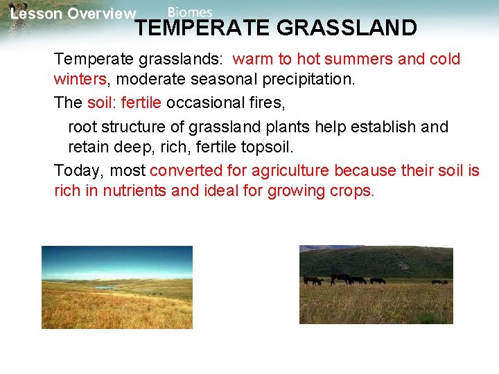 Lesson Overview Biomes TEMPERATE GRASSLAND Temperate grasslands: warm to hot summers and cold winters,