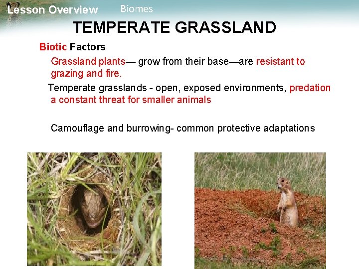 Lesson Overview Biomes TEMPERATE GRASSLAND Biotic Factors Grassland plants— grow from their base—are resistant