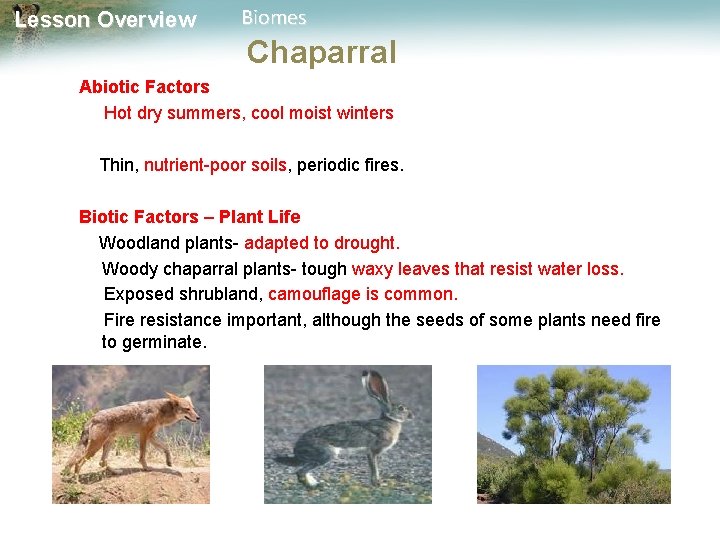 Lesson Overview Biomes Chaparral Abiotic Factors Hot dry summers, cool moist winters Thin, nutrient-poor