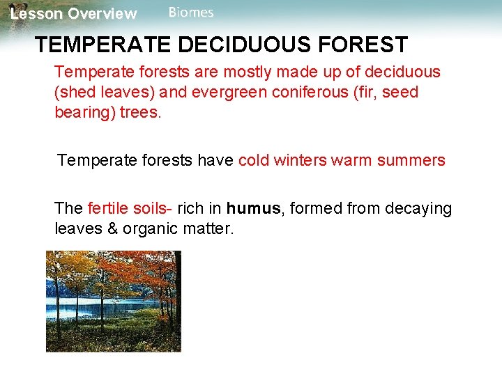 Lesson Overview Biomes TEMPERATE DECIDUOUS FOREST Temperate forests are mostly made up of deciduous