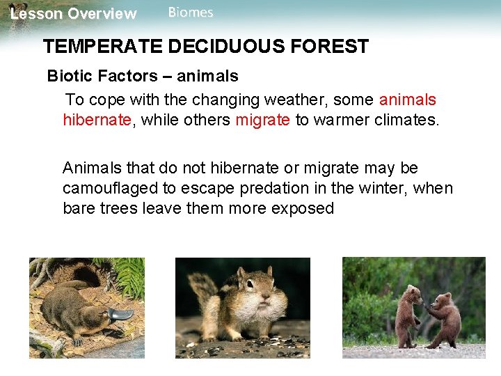 Lesson Overview Biomes TEMPERATE DECIDUOUS FOREST Biotic Factors – animals To cope with the