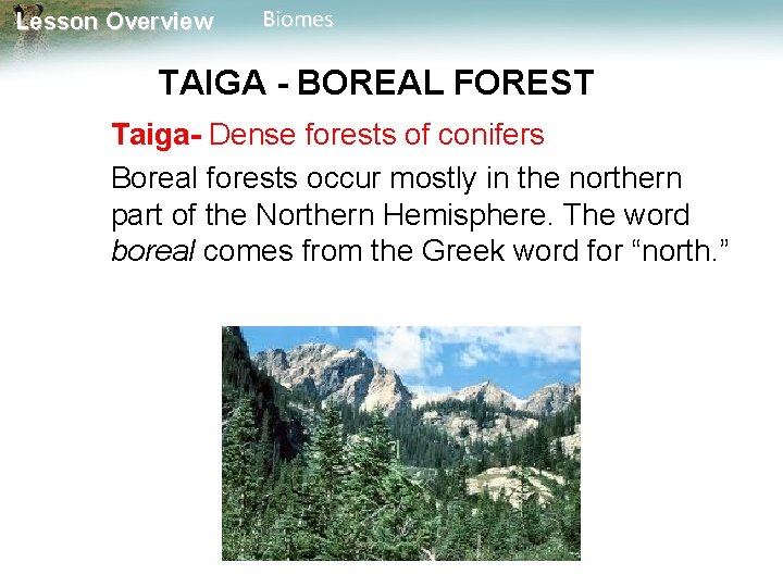 Lesson Overview Biomes TAIGA - BOREAL FOREST Taiga- Dense forests of conifers Boreal forests