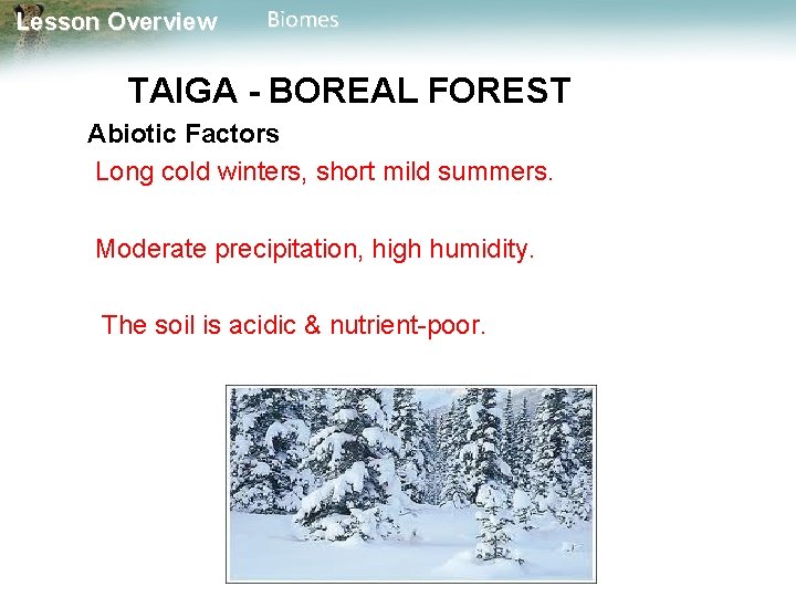 Lesson Overview Biomes TAIGA - BOREAL FOREST Abiotic Factors Long cold winters, short mild