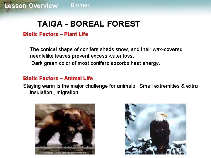 Lesson Overview Biomes TAIGA - BOREAL FOREST Biotic Factors – Plant Life The conical