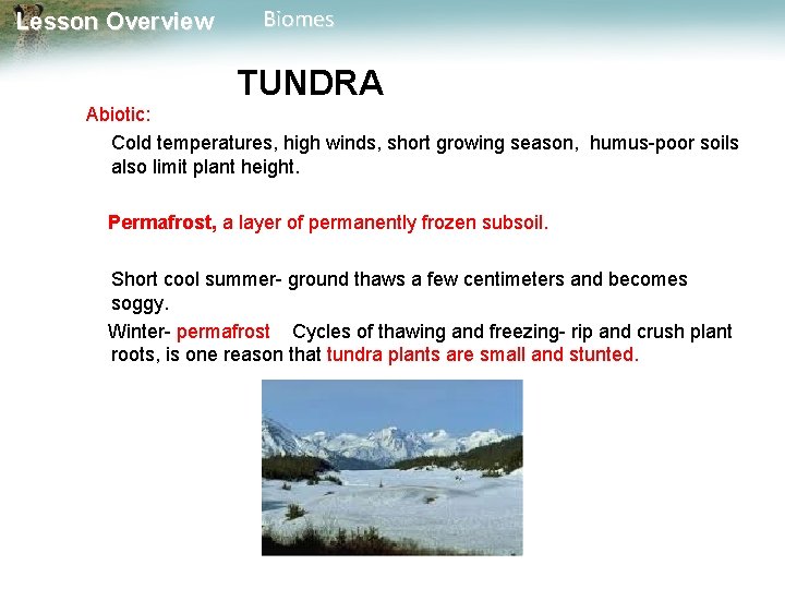 Lesson Overview Biomes TUNDRA Abiotic: Cold temperatures, high winds, short growing season, humus-poor soils